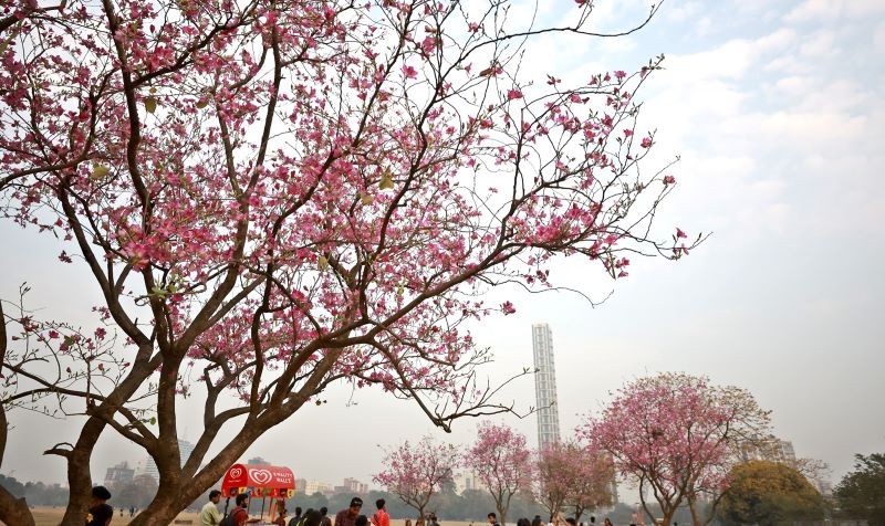 Spring in Bloom: Bauhinia Flowers Paint Kolkata Maidan Pink