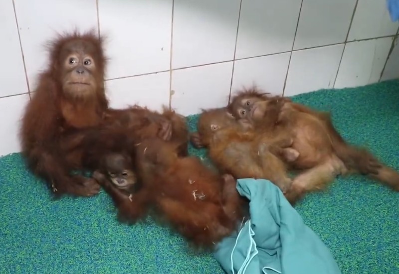Five rescued baby orangutans are adjusting to life at Odisha zoo with specialised care and constant monitoring.