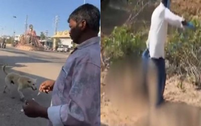 Telangana horror: 500 stray dogs killed with lethal injections to fulfil 'election promise'