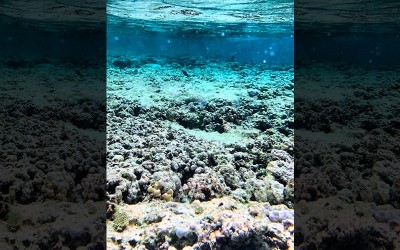 Underwater apocalypse: Half of all coral reefs severely bleached during 2014–2017 heatwave