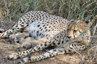 Rs 35,000 spent daily on Cheetah's meal at Kuno National Park? Political storm erupts over feeding cost