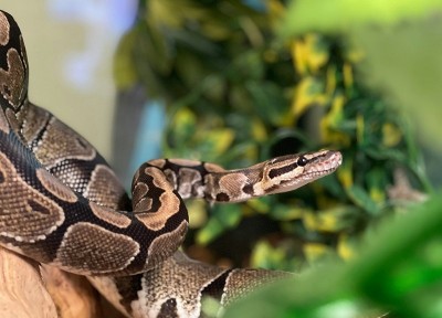 Climate change crisis: Dangerous snakes expanding into new regions as global temperatures rise