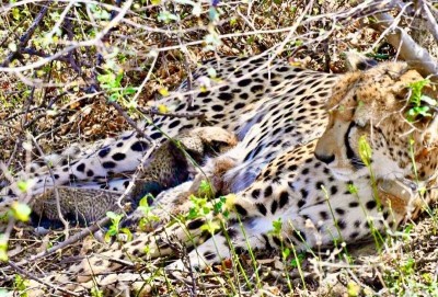 Indian-born female Cheetah at Kuno National Park gives birth to four cubs