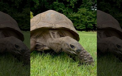 Meet tortoise Jonathan: World's oldest land animal still thriving at 194