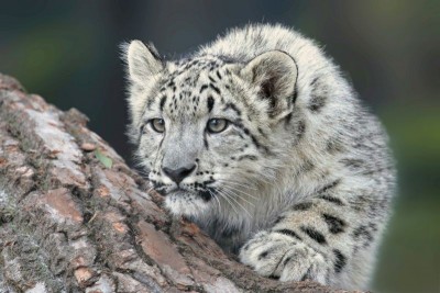 Ladakh to launch India's first high-altitude wildlife safari; spot snow leopards like never before