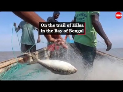 On the trail of hilsa in the Bay of Bengal