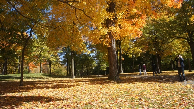 Montreal in fall colours as it hosts the GoMedia event