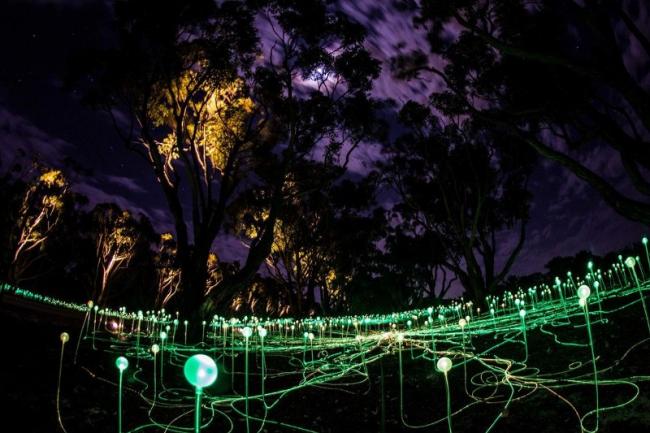 Avenue of Honour: Art installation attracts thousands in Western Australia