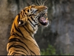 India’s iconic Jim Corbett National Park records highest density of tigers in world