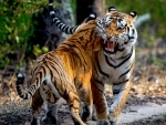 Storytelling by locals makes Madhya Pradesh tiger safaris more interesting: MP Tourism
