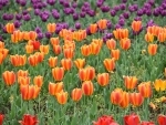 Jammu and Kashmir: Asia’s largest Tulip garden in Srinagar is all set to open for tourists from tomorrow
