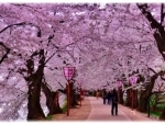 Kashmiris welcome Jammu and Kashmir govt's decision to create Japanese cherry blossom theme garden in Srinagar