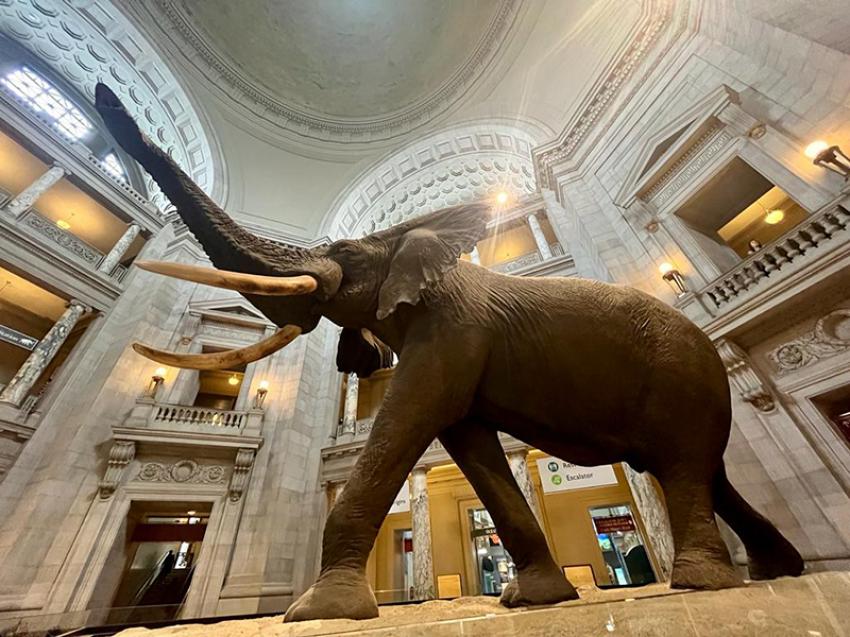 Image: Henry the 11-ton, 13-foot-tall African elephant graces the rotunda since1959.