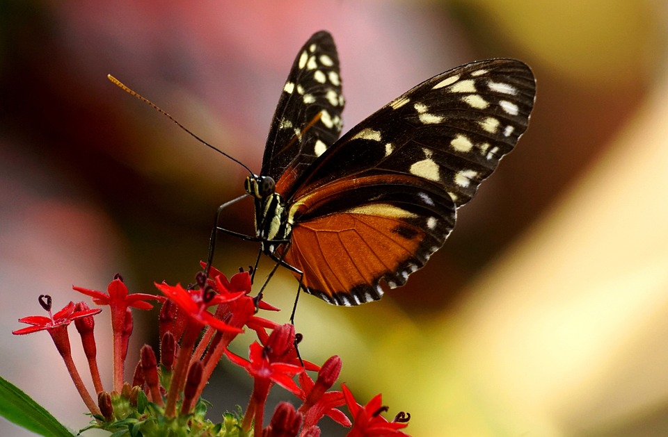 Tripura: Lone Butterfly Park drawing tourists, turning hotspot