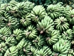 Smaller farmers gain greater hold in banana market: UN