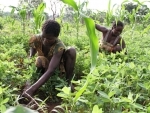 Farming sector hit by insecurity as Central African Republic crisis grinds on UN report