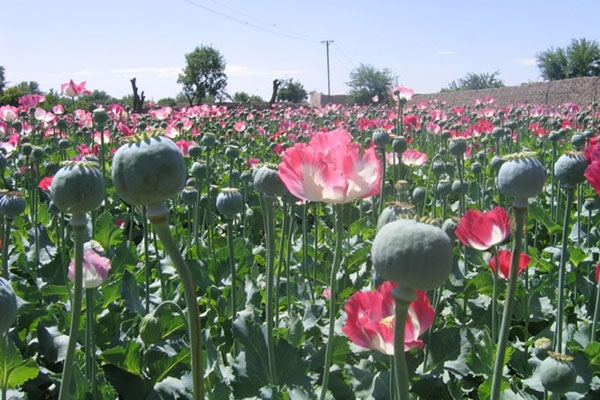 Opium harvest in Afghanistan hits new high in 2014-UN