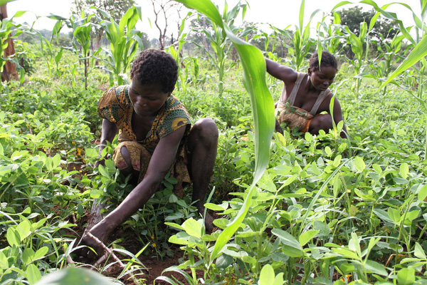 Farming sector hit by insecurity as Central African Republic crisis grinds on UN report
