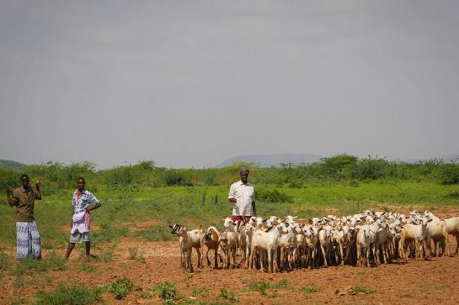 Somalia registers export of livestock in 2014 due to trade boost with Gulf States