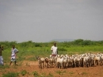 Somalia registers export of livestock in 2014 due to trade boost with Gulf States