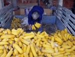 Food prices fall in November amid 'robust' global inventories: UN agency