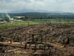 Orangutans face extinction on Borneo where deforestation is unsustainable: UN