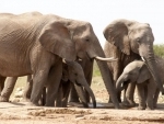 UN urges action to tackle illegal wildlife trade