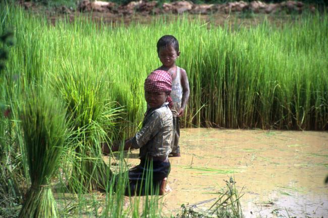 New UN guidebook seeks to prevent child labour practices in agriculture