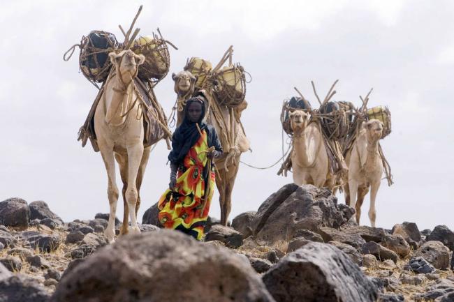 UN platform aims to bring pastoralistsâ€™ voices to global decision-making stage