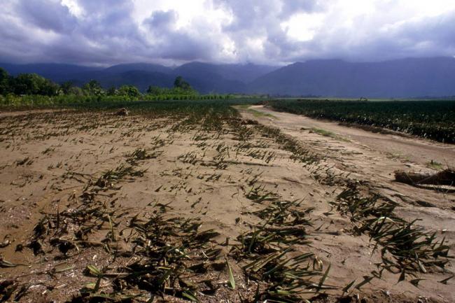 Climate change poses 'major threat' to food security, warns UN expert