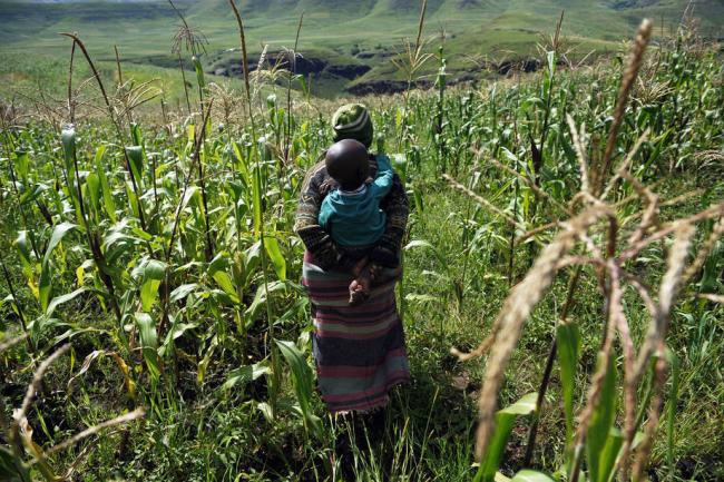 Dip in Southern Africaâ€™s maize harvest could push up prices, UN warns