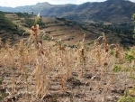 $50 million needed to tackle food insecurity in Ethiopia, says UN