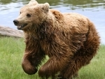 Fatal bear attacks in Western Canada have left visitors on high alert