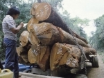 UN agricultural agency and European Union step up efforts to combat illegal timber trade 