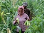 Rural women's empowerment critical to UN Sustainable Development Agenda â€“ Ban