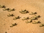 Desert Locust outbreak in Yemen leaves surrounding countries potentially at risk