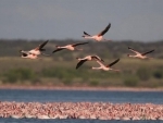 Warning skies may 'fall silent,' UN calls for end to illegal poaching and trade of migratory birds