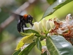 Countries urged to prioritize protection of pollinators to ensure food security at UN biodiversity conference