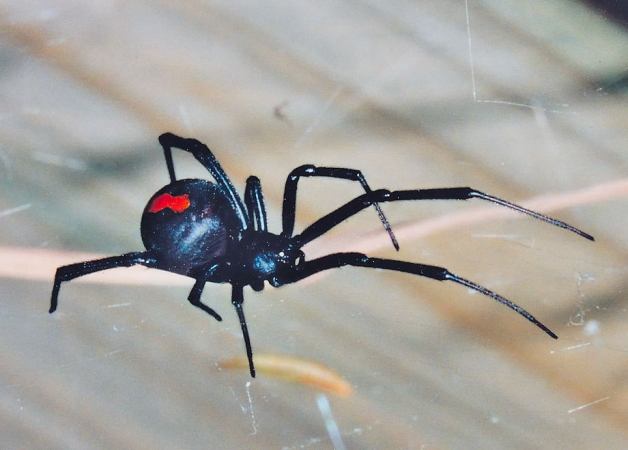 Australia: Spider bites man on the penis for the second time
