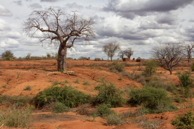 On Day to Combat Desertification, UN calls for action to restore land resources