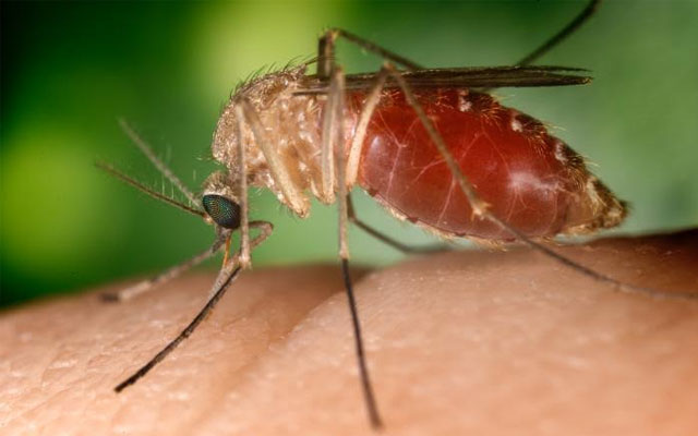 West Nile Virus found in Toronto mosquitoes