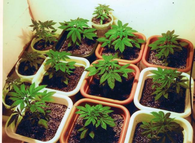 New Brunswick college to start Marijuana cultivation course