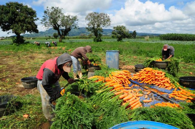  Rural Latin American and Caribbean areas need targeted agricultural policies, investments â€“ UN