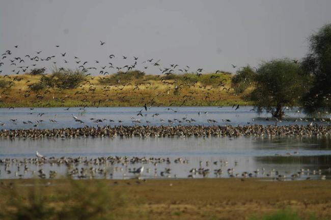  Sahel: UN and French conservation group partner on sustainable water bird management for food security