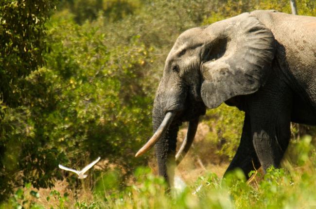 Despite positive trends, poaching of African elephants still 'unacceptably high' â€“ UN-backed treaty