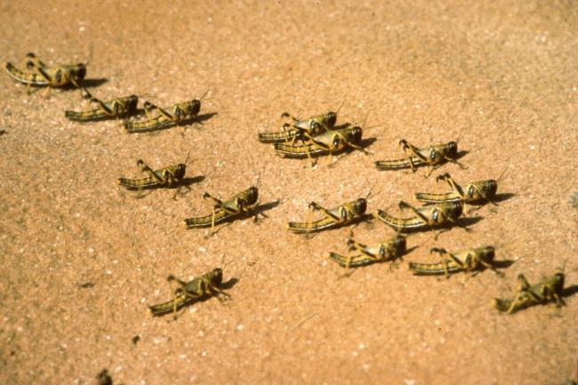 Desert Locust outbreak in Yemen leaves surrounding countries potentially at risk