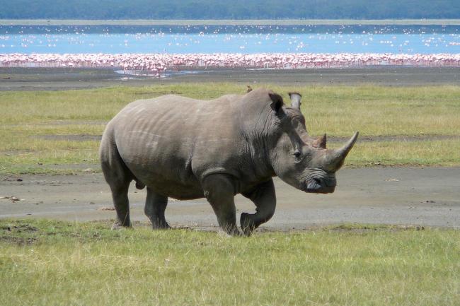 UN-backed fund expands wildlife protection plan to 19 countries in Africa and Asia