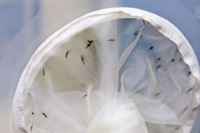 UN health agency panel sees 'very low' risk of Zika spread from Olympics