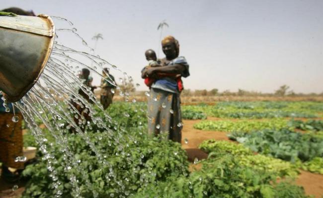  Future of food security depends on irrigation methods that adapt to climate change â€“ UN agency