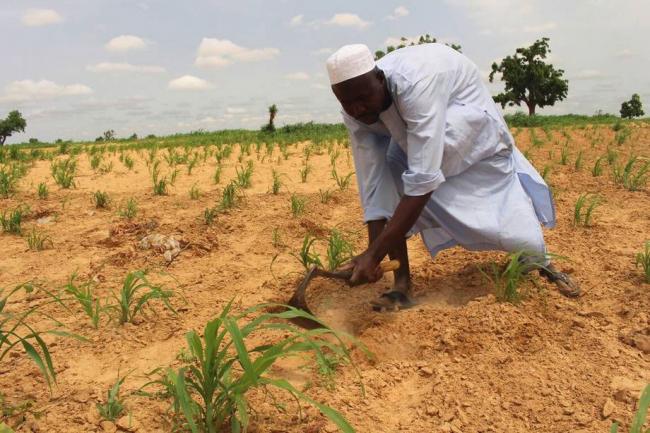 Urgent farming support needed amid rampant food insecurity in parts of north-east Nigeria â€“ UN agency